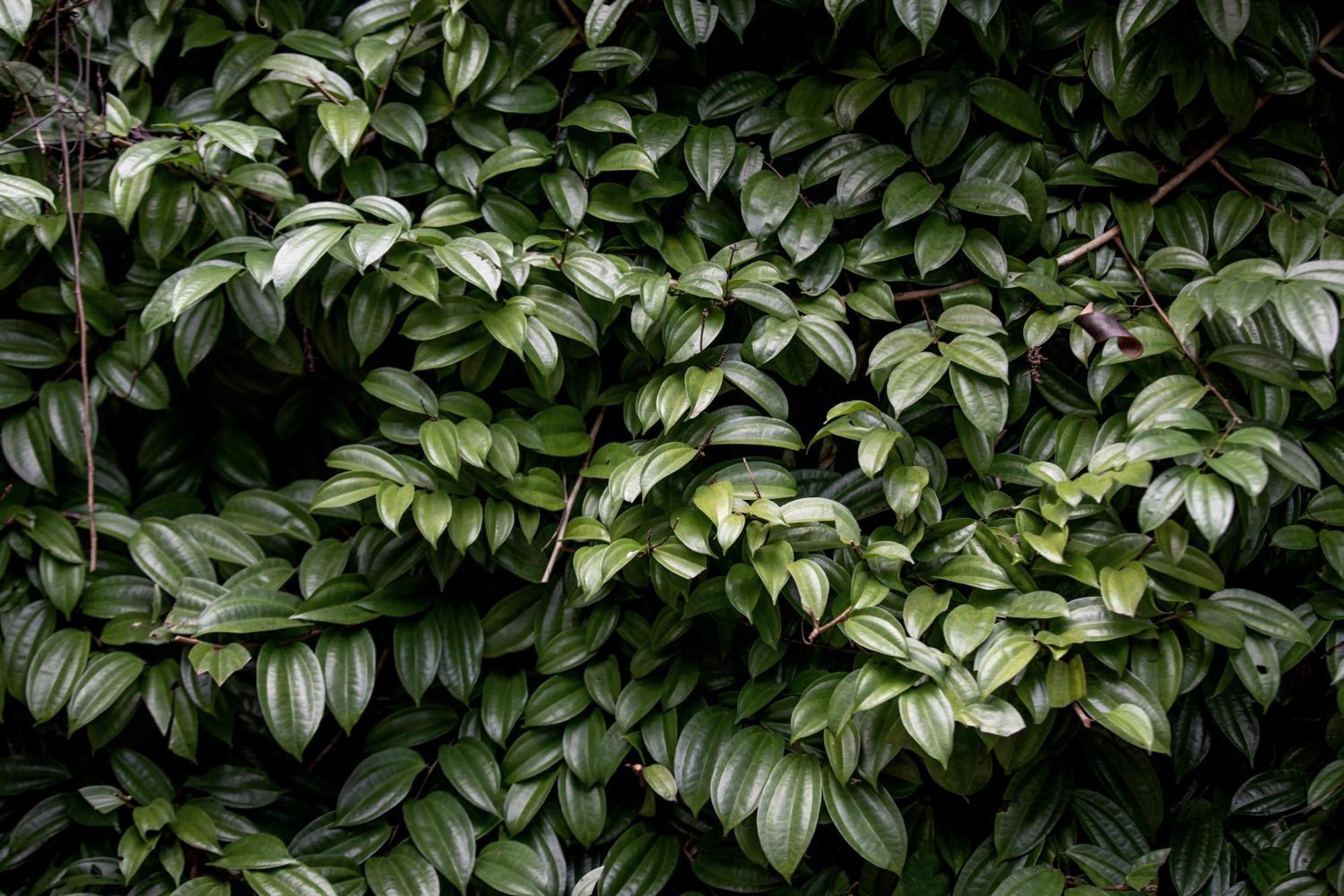 Greenwood Edge Kandy Exterior photo